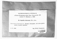 Aspicilia obscurata image